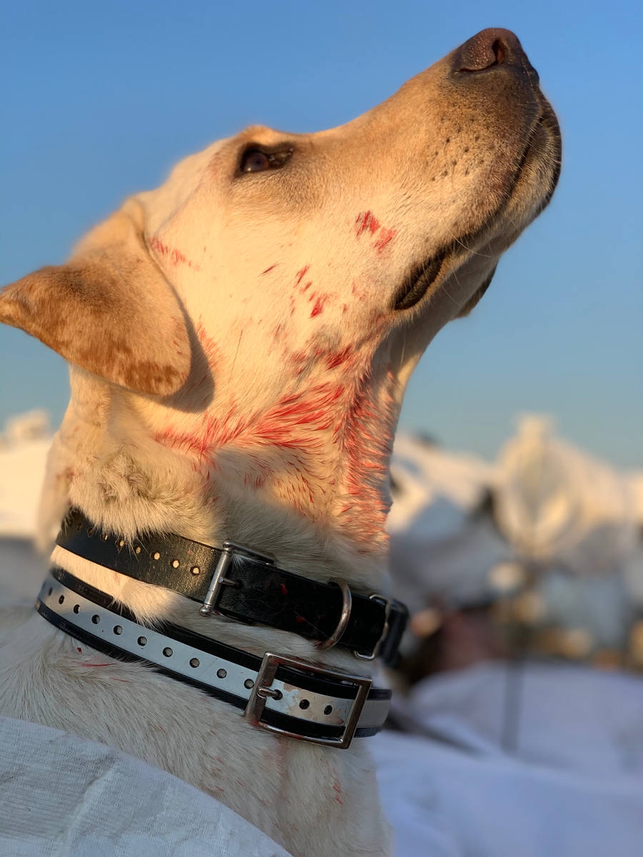 Missouri Snow Goose Hunting Photo