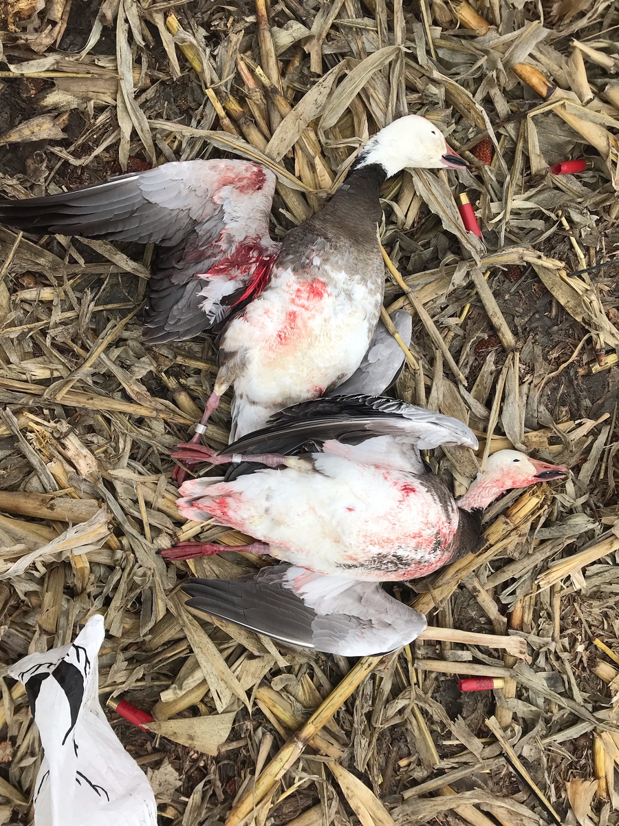 Missouri Snow Goose Hunting Photo