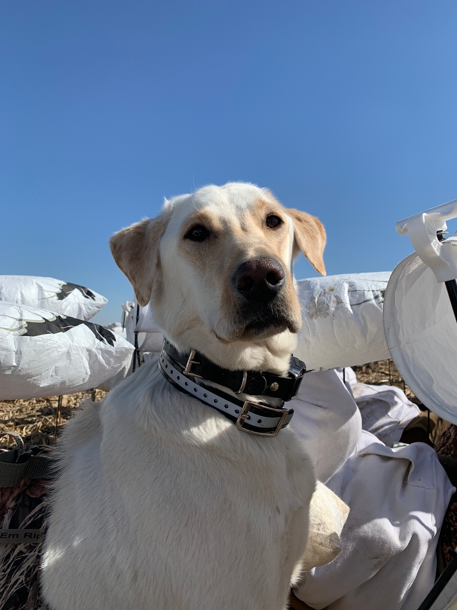 Missouri Snow Goose Hunting Photo