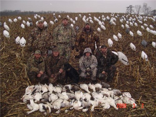 Missouri Snow Goose Hunting Photo